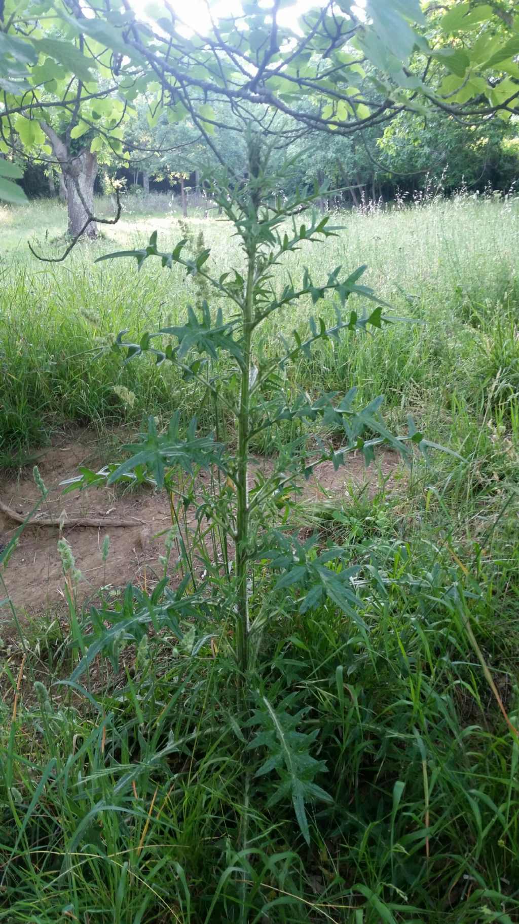 Cirsium vulgare